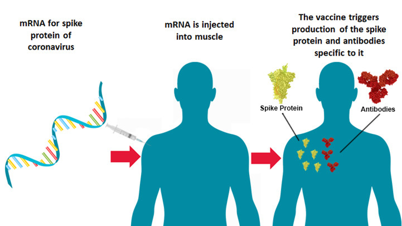 The development of mRNA vaccine technology